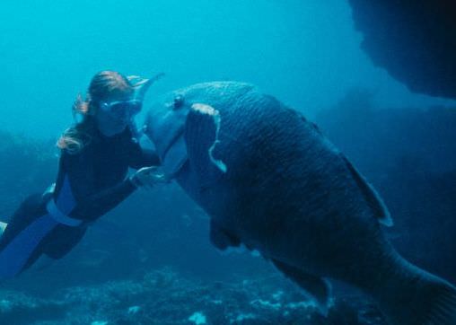 Blueback- Eine tiefe Freundschaft